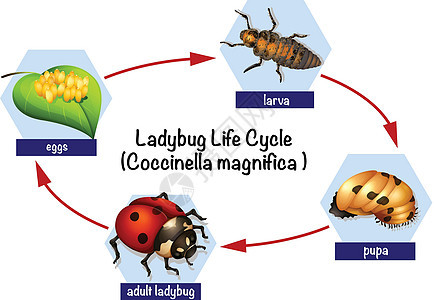 迷你虫的生命周期图片