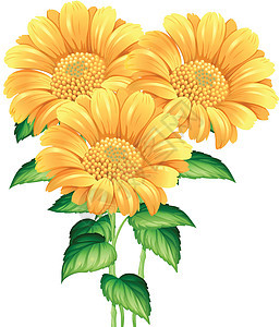 白色背景上的三朵向日葵艺术热带绘画植物园艺剪裁黄色绿色插图树叶图片