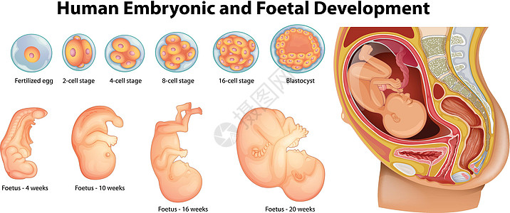 显示人类胚胎和胎儿发育的图表图片