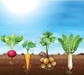 一套根菜类艺术老鼠营养土豆收成蔬菜食物萝卜白萝卜农场图片