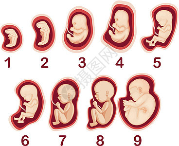 人类胚胎发育载体背景图片