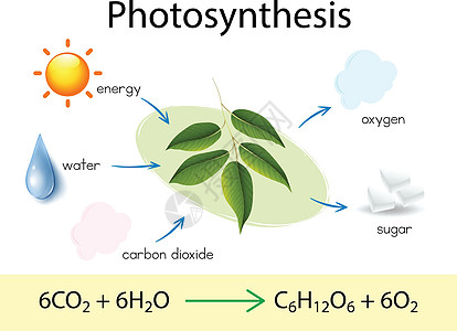 光合作用科学教育高清图片