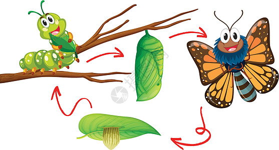 蝴蝶生命周期图生物漏洞图表异国小路绘画艺术昆虫毛虫情调图片