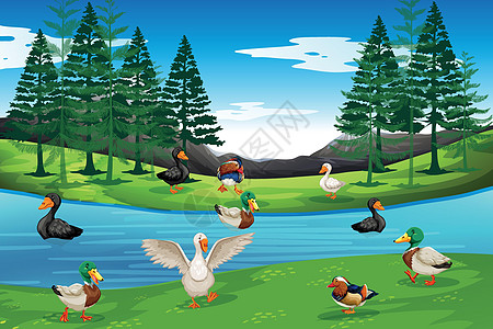 许多鸭子在桥上夹子叶子森林荒野卡通片插图野生动物环境场景天鹅图片