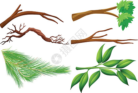 一组树枝夹子松树季节绘画风格叶子装饰绿色木头植物图片