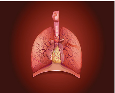 显示肺部疾病的图表医疗人体绘画科学器官解剖学红色夹子插图静脉图片