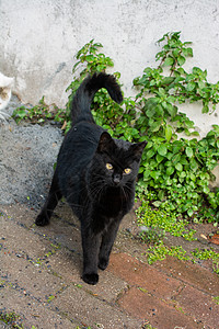 像家畜一样的可爱美小猫肖像工作室猫科宠物怜悯眼睛猫咪毛皮卡片孤独食肉图片