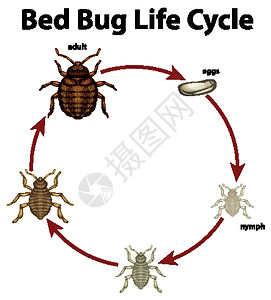 显示 bed bu 生命周期的图表卡通片运输臭虫若虫动物群教育生物生活生物学艺术图片