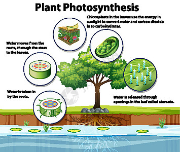 显示植物光合作用的图表图片