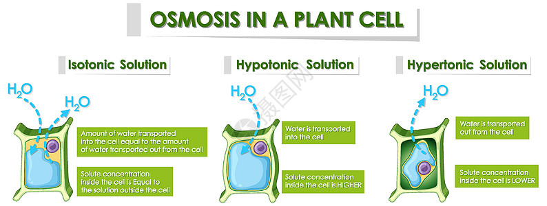 显示植物细胞渗透作用的图表学习活力生活艺术品教育插图生物学生物夹子光合作用图片