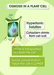 显示植物细胞细节的图表绘画植物学科学生物学插图夹子意义卡通片生活细胞质图片