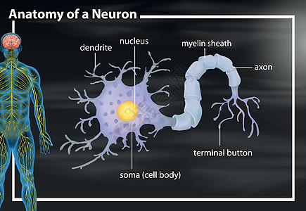 神经解剖学教育科学神经元墙纸医疗按钮插图医学夹子躯体图片