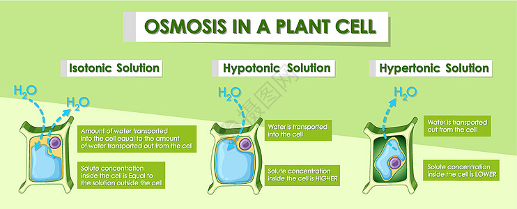 显示植物细胞渗透作用的图表光合作用卡通片艺术品生物学科学夹子生物环境活力插图图片