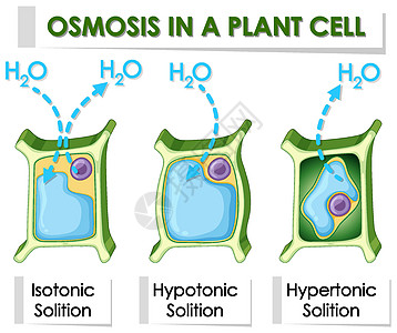 显示植物细胞渗透作用的图表绘画环境艺术品生物化学学习艺术光合作用插图活力图片