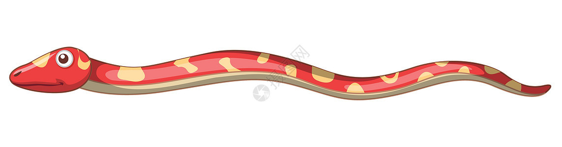 白色背景上的一条红蛇图片