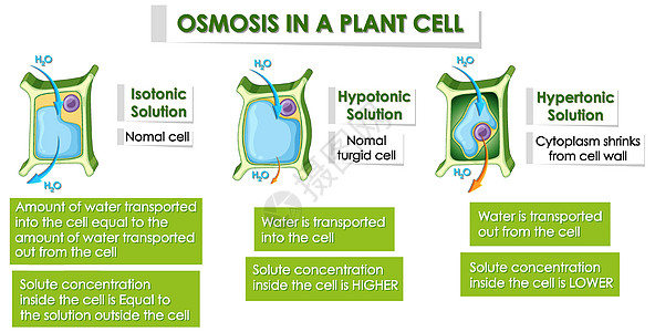 显示植物细胞细节的图表教育光合作用渗透科学夹子生物白色卡通片剪裁作用图片