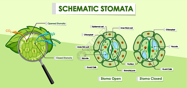显示植物细胞细节的图表意义环境夹子生物学气孔插图植物学学习树叶示意图图片