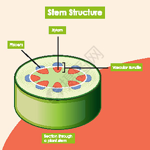 显示茎结构的图表光合作用环境艺术艺术品生活活力卡通片生物意义插图图片
