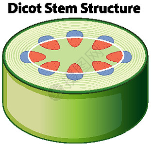 显示双子叶植物茎结构的图表海报插图夹子生物学生活艺术卡通片教育意义学习图片