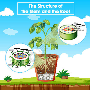 茎和根结构示意图场景教育图表科学卡通片光合作用绘画插图环境艺术图片