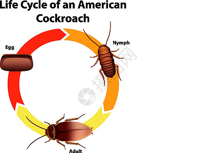 显示蟑螂生命周期的图表若虫生物学周期虱子海报生物生活学习绘画卡通片图片
