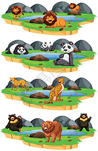自然界中的一组动物艺术绘画池塘夹子插图猎豹豹子熊猫岩石狮子图片