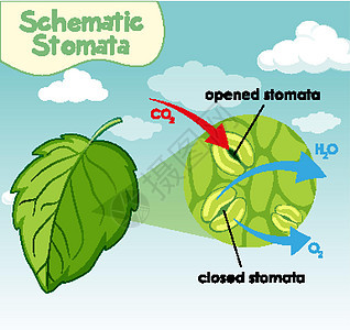 显示气孔示意图的示意图绘画运输卡通片教育夹子科学光合作用树叶植物叶子图片