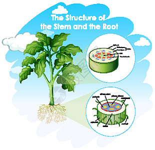 茎和根结构示意图教育学习意义图表插图生物学生物活力绘画生活图片