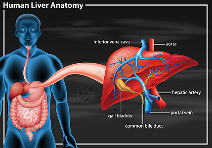 人体肝脏解剖图x光解剖学艺术门户网站商业插图生物学动脉静脉夹子图片