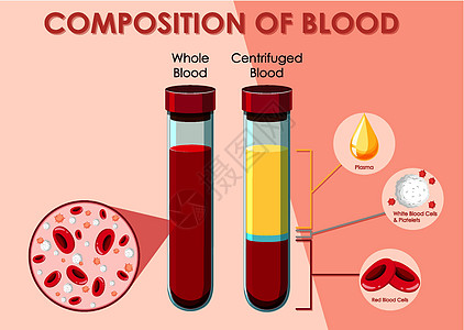 显示血液成分的图表医疗夹子生物学生物科学生活意义绘画教育学习图片