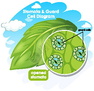 显示气孔和保护细胞的图表树叶学习活力光合作用生物学植物叶子教育生物生活图片