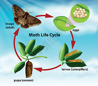 蛾的生命周期图片