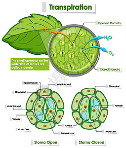 显示植物细胞细节的图表意义叶子环境学习树叶气孔卡通片生物科学剪裁图片