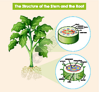 显示茎和根结构的图学习教育光合作用技术艺术品绿色运输植物生物学夹子图片