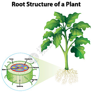 显示计划根结构的图表科学细胞插图教育生活意义学习生物环境生物学图片
