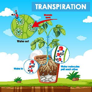 图表显示计划中的蒸腾园艺运输花园作用光合作用生物液体土壤生活艺术图片