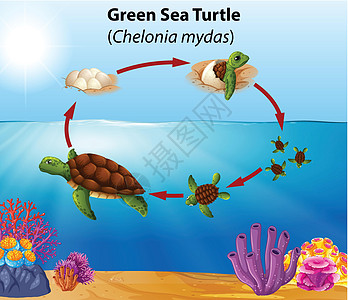 绿海龟生命周期成人艺术夹子孵化卡通片动物珊瑚插图绘画教育图片
