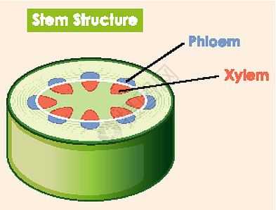 显示茎结构的图表技术活力运输生物学卡通片生物生活艺术学习插图图片