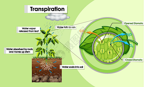 图表显示计划中的蒸腾植物科学学习生物插图天空树叶环境气孔生活图片