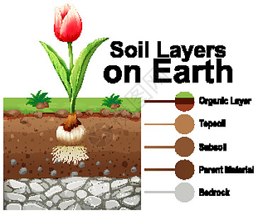 土壤根郁金香花在地球上的土壤层设计图片