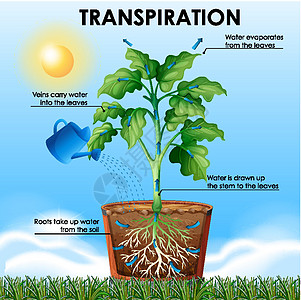 显示植物和水的蒸腾作用的图表夹子阳光科学园艺插图艺术教育活力太阳场景图片