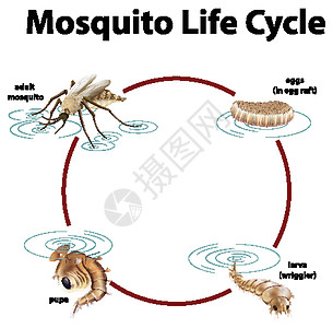 显示蚊子生命周期的图表学习生物幼虫动物群教育动物运输漏洞环境生活图片