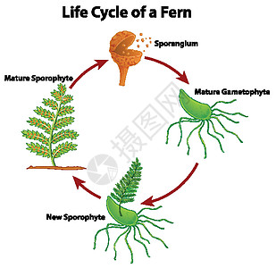 显示 fer 生命周期的图表蕨类生物学生活海报自行车插图艺术生物卡通片周期图片