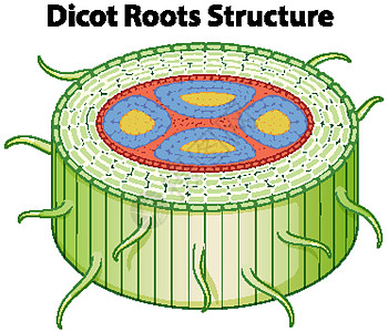 显示双子叶植物根结构的图表图片
