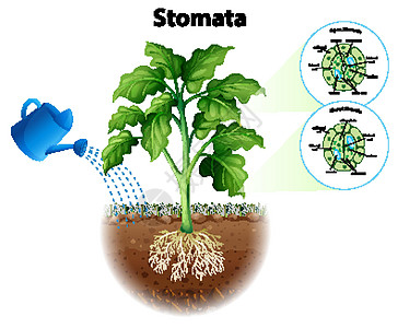 图表显示炭上的气孔插图树叶生活夹子海报意义卡通片园艺生物学细胞图片
