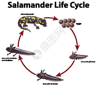 显示蝾螈生命周期的图表插图动物群绘画意义自行车生活科学运输教育动物图片