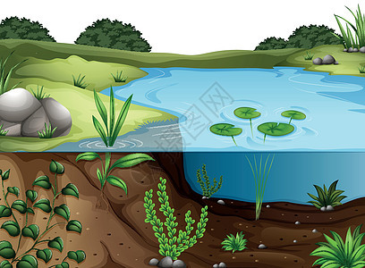 自然环境景观插图芦苇卡通片绘画树叶岩石风景池塘环境百合图片