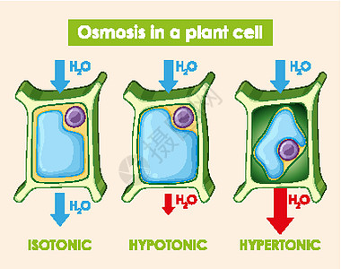 显示植物细胞渗透作用的图表艺术品教育插图运输生物学绘画技术意义光合作用学习图片