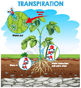 图表显示计划中的蒸腾插图蒸腾绘画夹子叶子艺术品生活运输光合作用环境图片