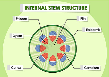 显示内部茎结构的图表艺术品活力生物学意义学习插图技术运输生物艺术图片